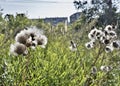 Ripe and fluffy Thistle seeds