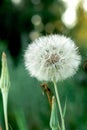 Ripe fluffy white dandelion on a green background against the sunset of nature. Green grass background. Plants and nature. Texture Royalty Free Stock Photo