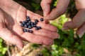 Ripe forest berries on a woman's hand. Picking tasty forest fruits