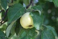 Ripe fragrant Apple on a branch on a Sunny summer day