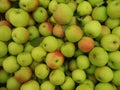 Ripe fresh apples of early varieties are piled in a heap