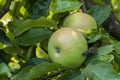 Ripe fresh apples grow on the branches Royalty Free Stock Photo