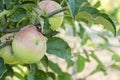 Ripe fresh apples grow on the branches Royalty Free Stock Photo