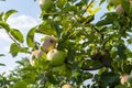 Ripe fresh apples grow on the branches Royalty Free Stock Photo
