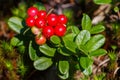 The ripe, fresh berries of cowberries (lingonberry, partridgeberry or cowberry) in the forest. Macro photo. Nature in summer seas