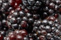 Ripe fresh blackberries, an abstract background of blackberries. Top view. Close-up. Macro. Blackberry berries with water drops Royalty Free Stock Photo