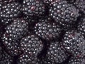 Ripe fresh blackberries as background