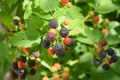 Ripe fresh blackberries in the fruit garden. Cultivated blackberries are notable for their significant contents of dietary fiber,
