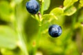 The ripe and fresh bluebarries on the branch Royalty Free Stock Photo