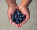 Fresh blueberries cupped in the hands of an African American man