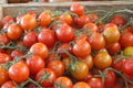 Ripe and fresh branch cherry tomatoes from the Mediterranean organically grown Royalty Free Stock Photo