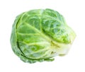 Ripe fresh brussels sprout cut out on white Royalty Free Stock Photo