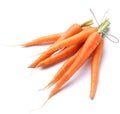 Ripe fresh carrots