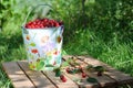 Ripe fresh cherries in a colored bucket in the garden Royalty Free Stock Photo