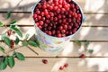 Ripe fresh cherries in a colored bucket and ripe cherries with leaves on wooden table Royalty Free Stock Photo
