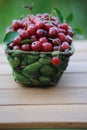 Ripe fresh cherries in a green wicker basket Royalty Free Stock Photo