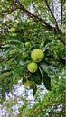 Ripe fresh green apples on a tree branch with bright green leaves on an apple tree in a garden on a summer day close-up Royalty Free Stock Photo