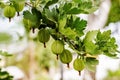 Ripe fresh green gooseberries in the garden. Growing organic berries closeup on a branch of gooseberry bush Royalty Free Stock Photo