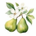 Pear with Leaf and Bloom Isolated on White Background. Watercolour illustration. Generative AI. Royalty Free Stock Photo