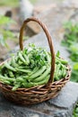 Ripe fresh green peas in a wicker basket Royalty Free Stock Photo