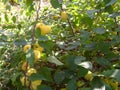 Ripe fresh half-crop apples close-up in the garden hang abundantly on the branches of apple trees, lit by the sun in late summer