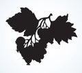 Hawthorn. Vector drawing icon sign