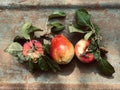 Ripe and fresh just picked fruits: yellow and red apples and pear with green leaves still life on a row on rusty metal Royalty Free Stock Photo