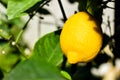 Ripe fresh lemon growing on a lemon tree. Royalty Free Stock Photo