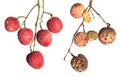 Ripe fresh lychee fruits and damaged Royalty Free Stock Photo