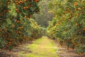 Ripe and fresh Mandarin oranges garden, orange orchard. Royalty Free Stock Photo