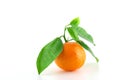Ripe fresh mandarine