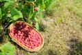 Ripe fresh natural garden raspberries in basket on the grass in garden Royalty Free Stock Photo