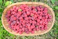 Ripe fresh natural garden raspberries in basket on the grass in garden Royalty Free Stock Photo