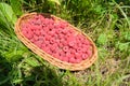 Ripe fresh natural garden raspberries in basket on the grass in garden Royalty Free Stock Photo