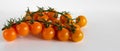 Ripe fresh orange Cherry tomatoes on a branch, isolated on a white background. Place for text Royalty Free Stock Photo