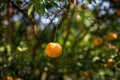 Ripe and fresh oranges hanging on branch, orange orchard. Orange on tree. Orange garden. Royalty Free Stock Photo