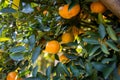 Ripe and fresh oranges hanging on branch, orange orchard. Orange on tree. Orange garden. Royalty Free Stock Photo