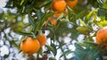 Ripe and fresh oranges hanging on branch, orange orchard. Orange on tree. Orange garden. Royalty Free Stock Photo