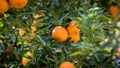 Ripe and fresh oranges hanging on branch, orange orchard. Orange on tree. Orange garden. Royalty Free Stock Photo