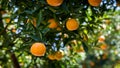 Ripe and fresh oranges hanging on branch, orange orchard. Orange on tree. Orange garden. Royalty Free Stock Photo