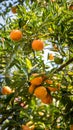 Ripe and fresh oranges hanging on branch, orange orchard. Orange on tree. Orange garden. Royalty Free Stock Photo