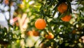 Ripe and fresh oranges hanging on branch, orange orchard. Orange on tree. Orange garden. Royalty Free Stock Photo