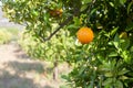 Ripe and fresh oranges hanging on branch, orange orchard in Turkey. Royalty Free Stock Photo