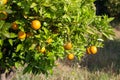 Ripe and fresh oranges hanging on branch, orange orchard in Turkey. Royalty Free Stock Photo