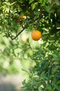 Ripe and fresh oranges hanging on branch, orange orchard in Turkey. Royalty Free Stock Photo