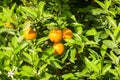 Ripe and fresh oranges hanging on branch, orange orchard in Turkey. Royalty Free Stock Photo