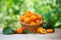 Ripe fresh organic apricots in wicker basket on wooden table Royalty Free Stock Photo