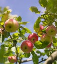 Fresh organic red apples on branch Royalty Free Stock Photo