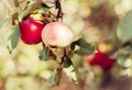 Fresh organic red apples on branch Royalty Free Stock Photo