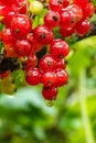 Ripe and fresh organic red currant Royalty Free Stock Photo